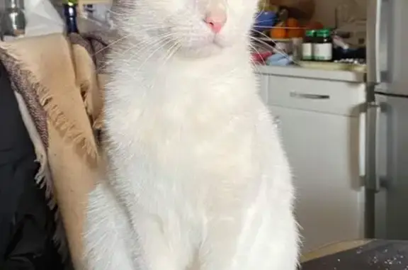 Chat apeuré disparu près de Corbelin - photo