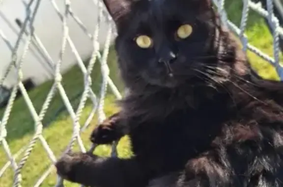 Missing: Black Long-Haired Cat in Hedgesville