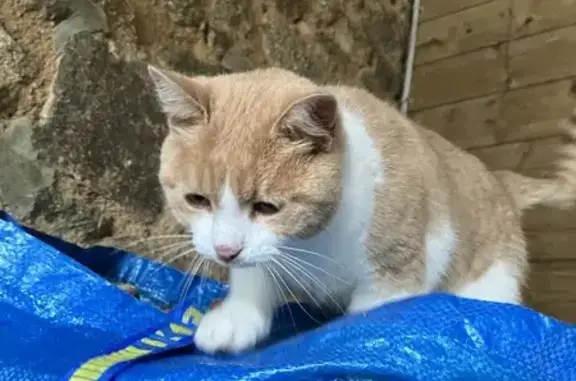 Chat trouvé Magny-le-Désert, photo: Chat roux-blanc trouvé en forêt d'Andaine