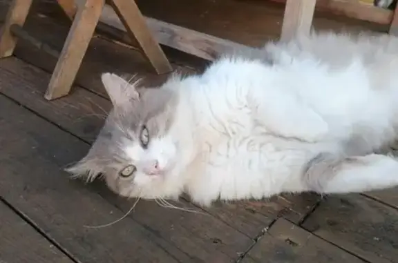 Chat trouvé Metz, photo: Chat trouvé à Metz cherche sa maison