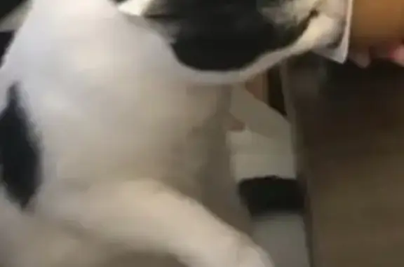 Chatte d'appartement égarée à Augny - photo