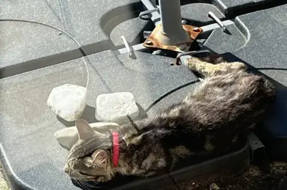 Chat mâle tigré trouvé à Juvigny - photo