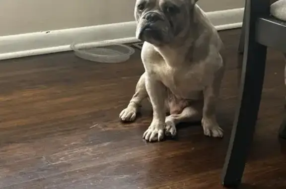 Lost French Bulldog: Tan & White Milly