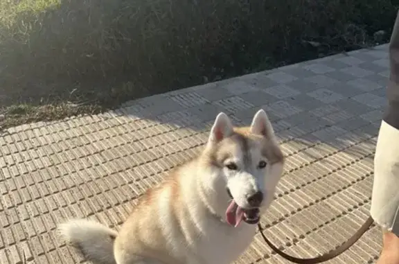 Perdida: Husky Siberiano Prim en Torrente