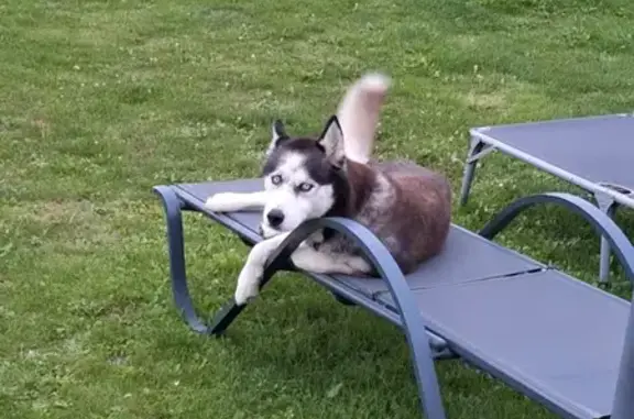 Kyra, husky 9 ans disparue à Cravent - photo