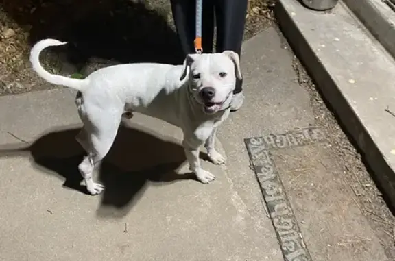 Found White Male Pit Bull in Shawnee