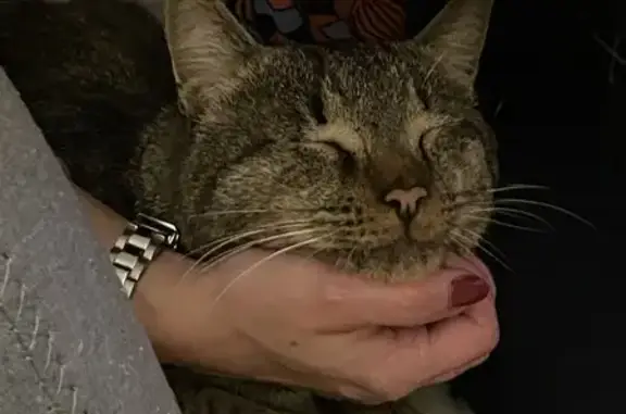 Chat adulte tigré trouvé à Bourg-en-Bresse - photo