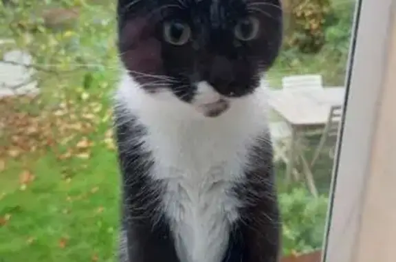 Jeune chat noir et blanc aperçu à Quimper - photo