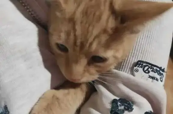 Chat perdu, Vidauban, photo: Chaton roux disparu à Vidauban