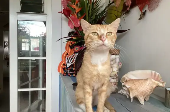 Chat tigré roux maigre trouvé sociable - photo