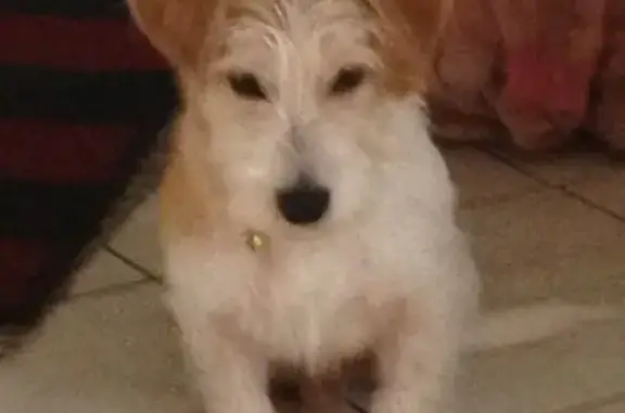 Chien perdu Saugnac-et-Cambran, photo : Jack Russell crème perdu à Saugnac