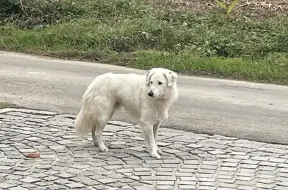 Chien trouvé Iffendic, photo: Chien blanc type border collie craintif