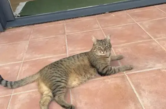 Animaux perdus Saint-Sébastien-sur-Loire, photo: Chat tigré disparu à Saint-Sébastien