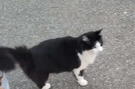 Chat trouvé sur parking à Saint-Orens - photo