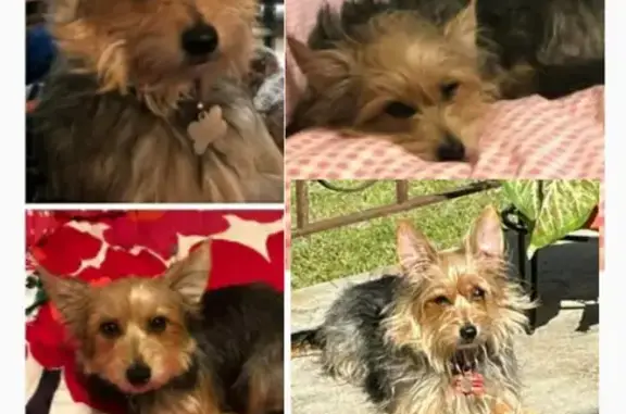 Help Find Morgan: Missing Yorkie Alert! 🐾❤️