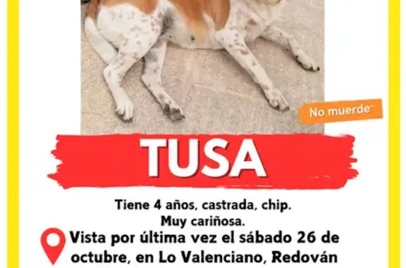 ¡Ayuda a encontrar a Tusa en Orihuela!