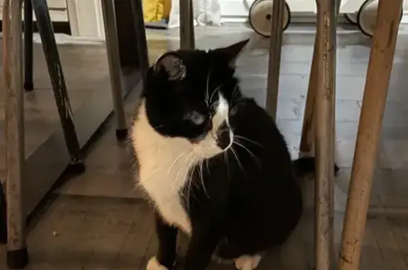 Animaux trouvés Quimper, photo: Chat trouvé miaulant, rue Pierre Paterour