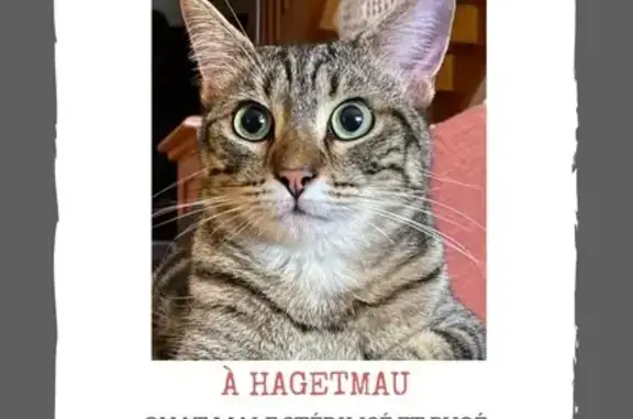 Chat perdu, Hagetmau, photo: Chat perdu : Rue de Bel Horizon, Hagetmau