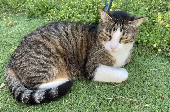 Chat européen perdu à Aix-en-Provence - photo