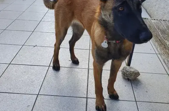 Chien perdu , photo : Tessy, malinoise 2 ans perdue à Lavoine