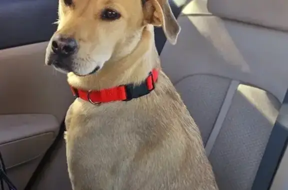 Friendly Young Dog Found at 99th & Peoria