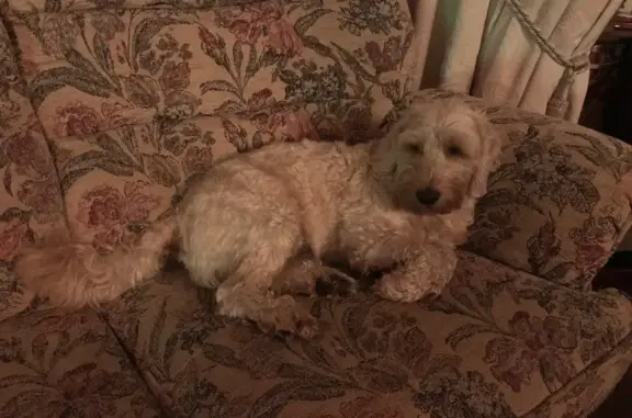 Barney male white coco poodle ran towards Banners Gate sutton park from rough road Kingstanding B44