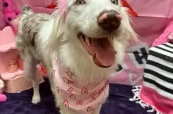 Missing: Deaf Aussie Shepard in Costume