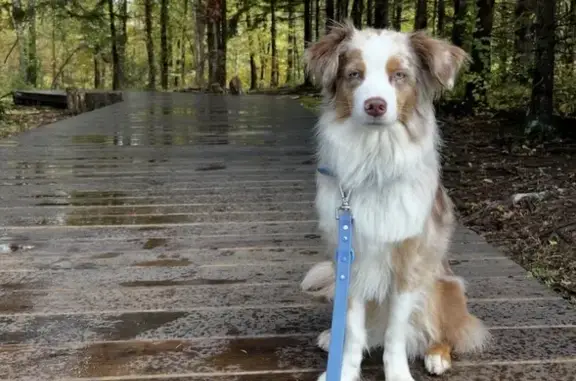 Lost Mini Aussie: Cleo, Blue Collar, Union Sq