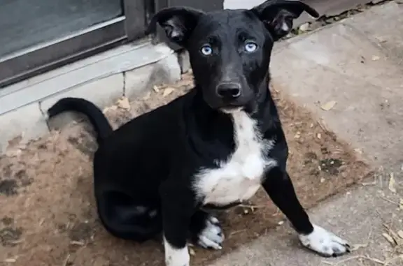 Sweet Black & White Puppy Found in Austin