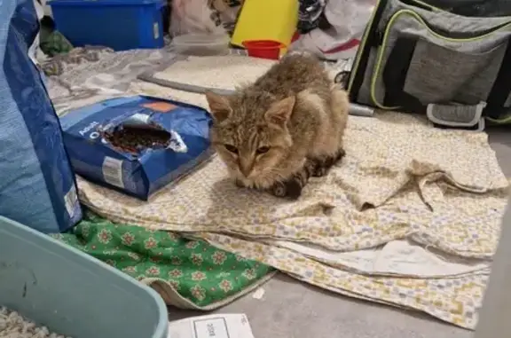Animaux trouvés Lunéville, photo: Chat tigré gris trouvé à Lunéville
