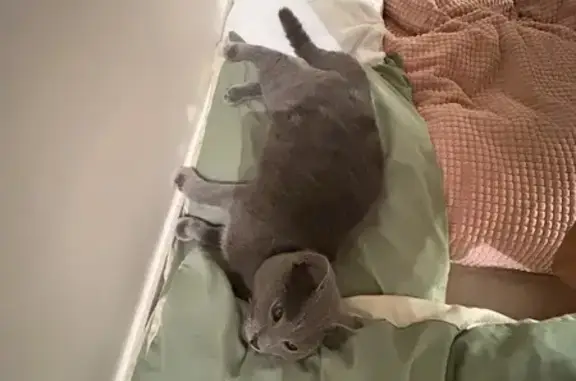 Chartreux mâle docile trouvé à Beaune - photo