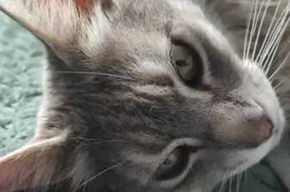 Animaux perdus Villemoirieu, photo: Chat Mimi perdu, blessé et en danger