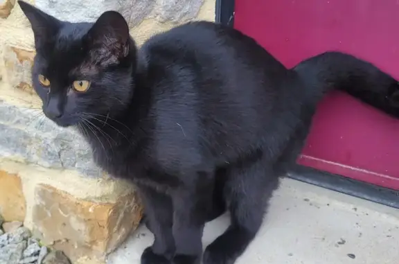 Chaton noir sociable trouvé à La Bouëxière - photo