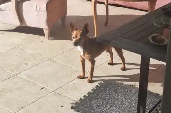 Animaux trouvés Fontenilles, photo: Chien marron trouvé à Fontenilles