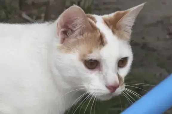 Animaux perdus , photo: Chat blanc et roux perdu à Montélier