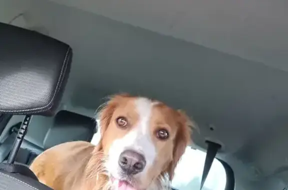 Jeune chien de chasse trouvé à Loussous-Débat - photo
