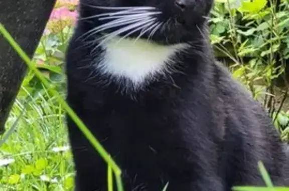 Animaux perdus Limoges, photo: Chat noir et blanc disparu à Limoges