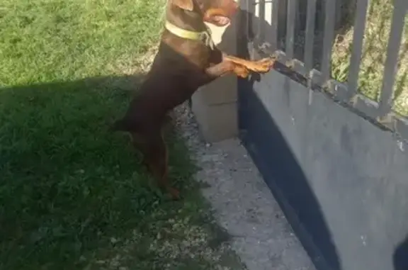 Chien mâle marron trouvé à Cours-de-Pile - photo