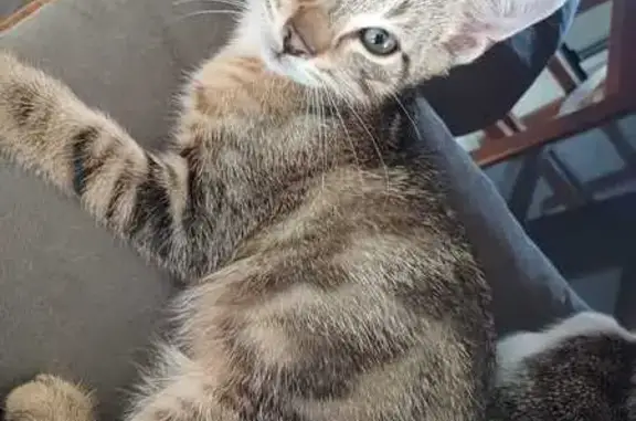 Animaux perdus Mainvilliers, photo: Chaton tigré disparu à Mainvilliers