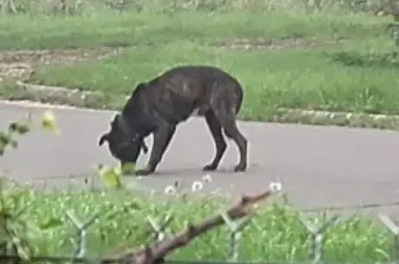 Chien mâle craintif trouvé à Châtres-sur-Cher - photo