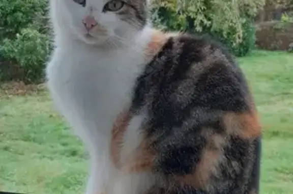 Chatte tricolore maigre trouvée à St-Adrien - photo