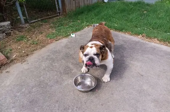 Found: Friendly Dog on West Loyola Dr