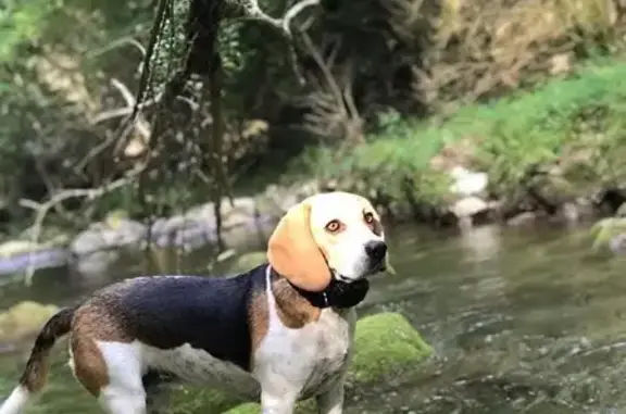 Chien perdu , photo : Beagle perdu près de la forêt du Logis