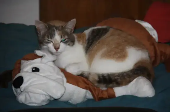 Chatte tricolore perdue avec collier blanc - photo