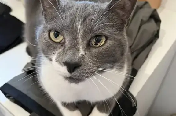 Animaux perdus Allonnes, photo: Chat perdu, œil tacheté, Allonnes