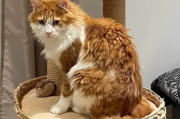 Animaux perdus Grignan, photo: Chat roux disparu à Grignan