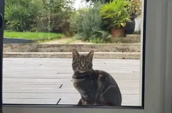 Chaton tigré mâle trouvé à Rezé - photo
