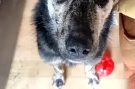 Chien perdu Rennes, photo : Chiot croisé perdu à Cesson, contactez adoptant