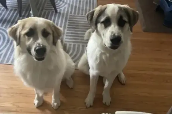 Lost Great Pyrenees Mixes in Joliet