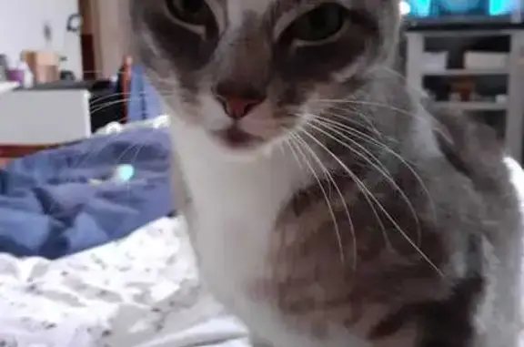 Animaux perdus , photo: Chat mâle gris-blanc perdu à Penmarc'h